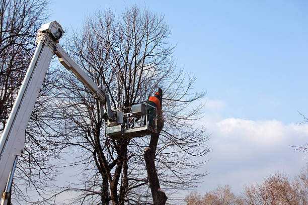 How Our Tree Care Process Works  in  St Louis, MI